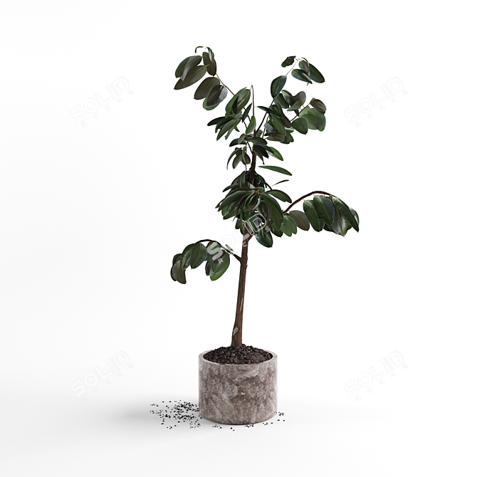 4ft Ficus Plant: 3D Model 3D model image 2