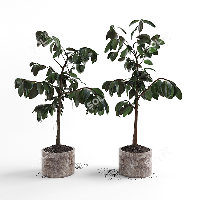 4ft Ficus Plant: 3D Model 3D model image 3