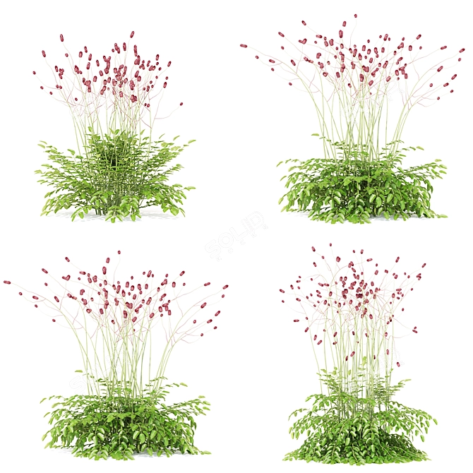 Hemophilus officinalis 3D Plant Model Bundle 3D model image 3