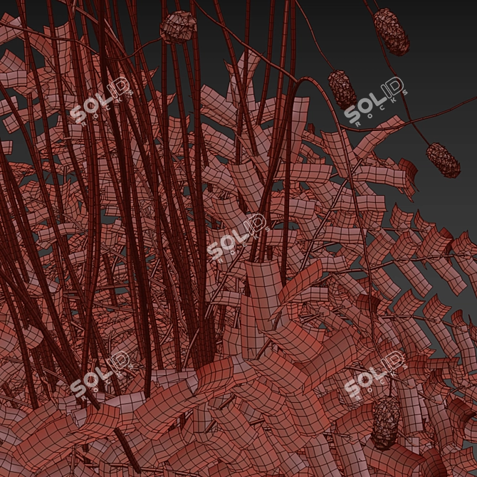 Hemophilus officinalis 3D Plant Model Bundle 3D model image 5