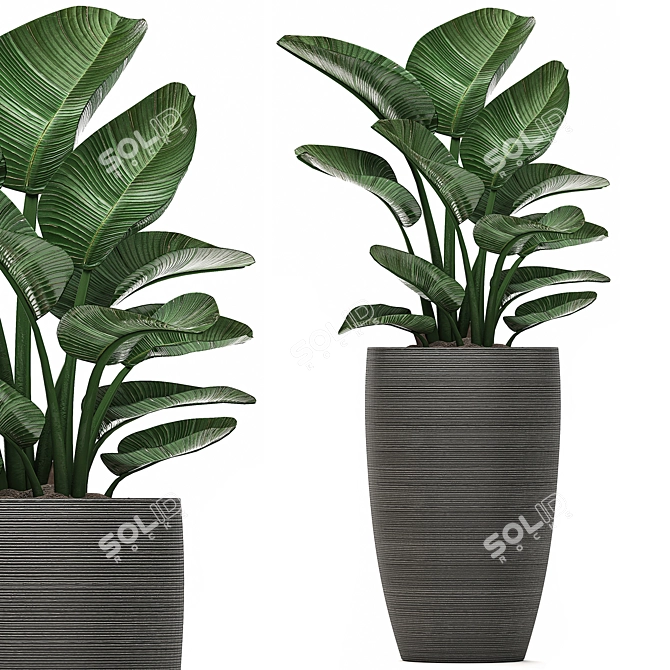 Exotic Tropical Plant Collection 3D model image 3