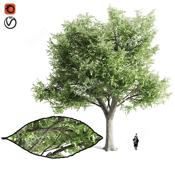  Majestic Ash Tree at 15m 3D model image 1