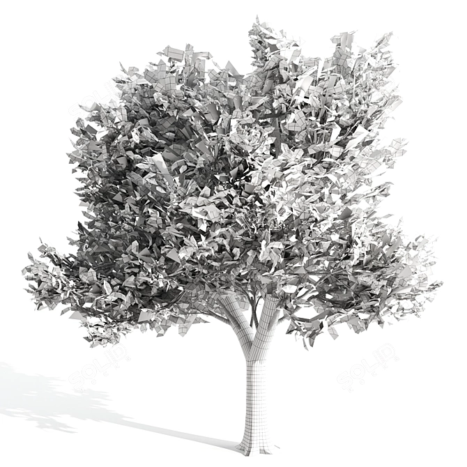  Majestic Ash Tree at 15m 3D model image 3