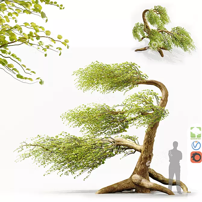 Syclamore Bonsai: Wind-Tossed Beauty 3D model image 1