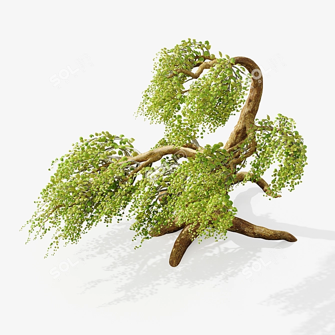 Syclamore Bonsai: Wind-Tossed Beauty 3D model image 2