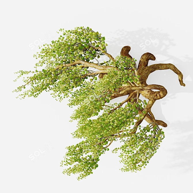 Syclamore Bonsai: Wind-Tossed Beauty 3D model image 3