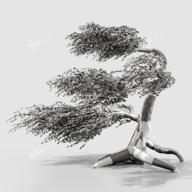 Syclamore Bonsai: Wind-Tossed Beauty 3D model image 4
