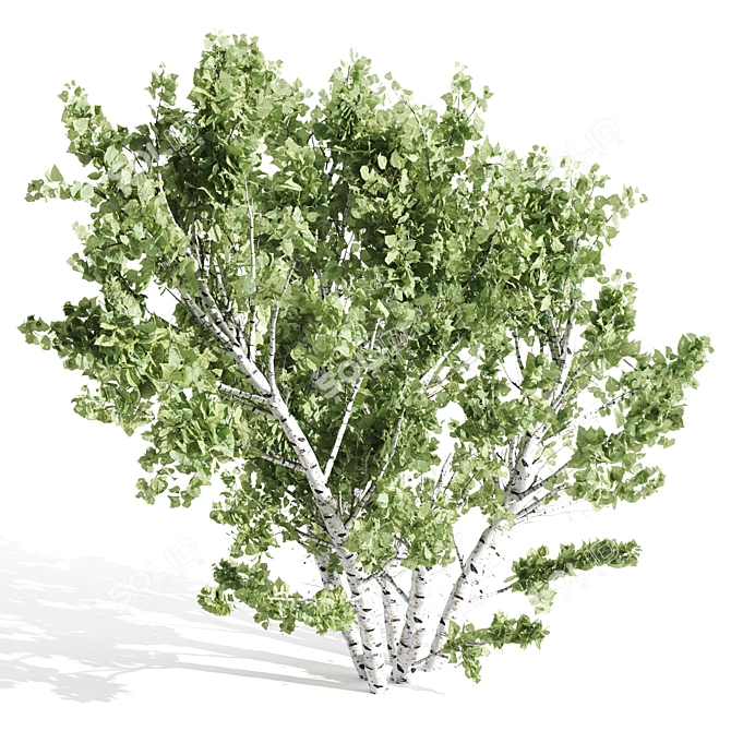 Tall Paper Birch Tree - 8.25m Height 3D model image 2