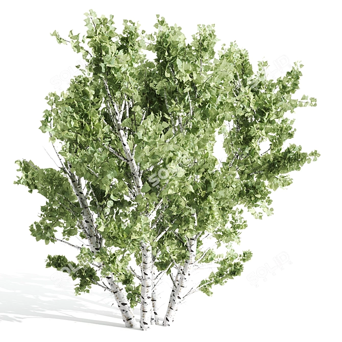 Tall Paper Birch Tree - 8.25m Height 3D model image 3