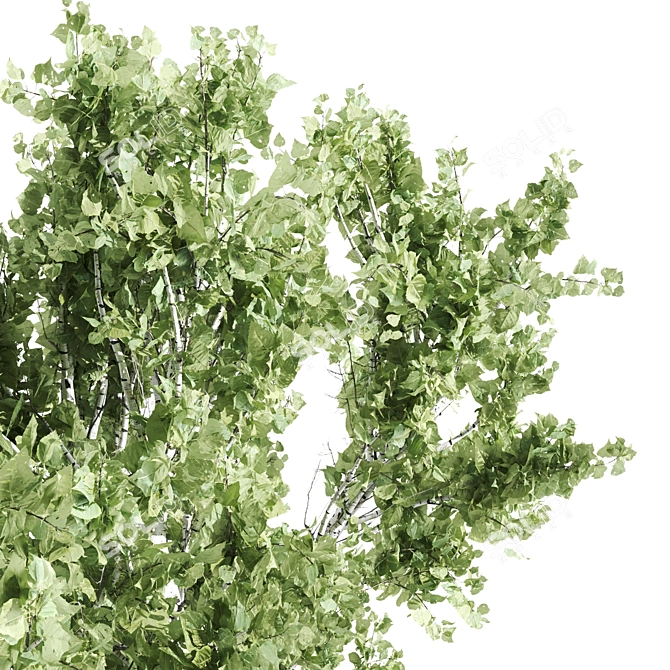 Tall Paper Birch Tree - 8.25m Height 3D model image 4