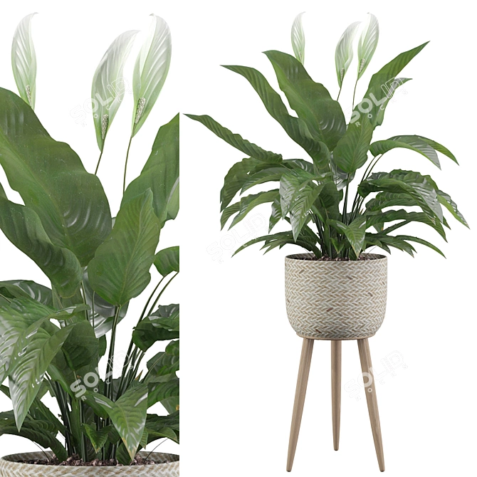 Exquisite Peace Lily - Perfectly Crafted 3D model image 1