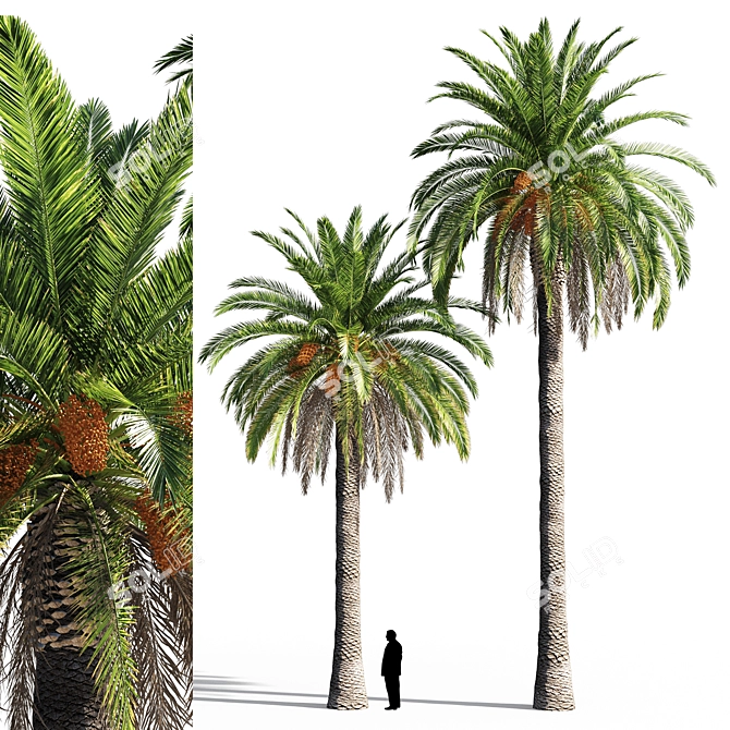 Tropical Paradise Date Palm 3D model image 1