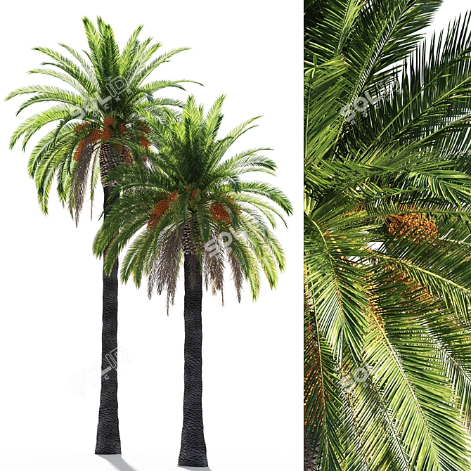 Tropical Paradise Date Palm 3D model image 2