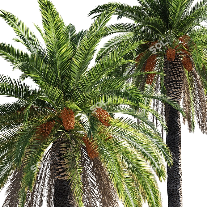 Tropical Paradise Date Palm 3D model image 3