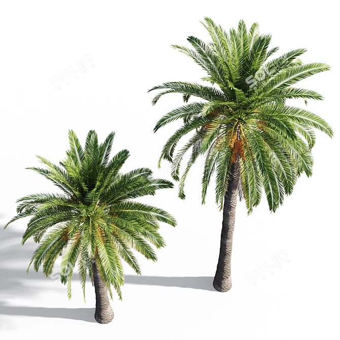 Tropical Paradise Date Palm 3D model image 4