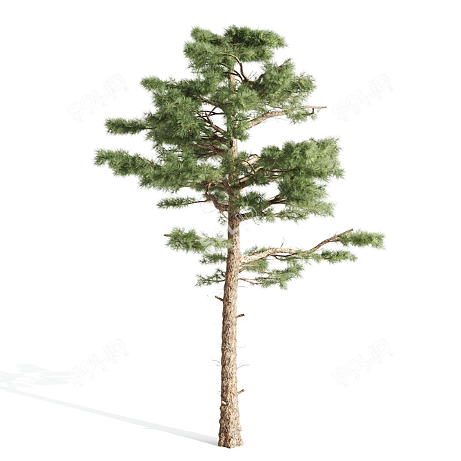  Majestic Pine Tree | 17.90 ft | 3DSMax | Textures 3D model image 2