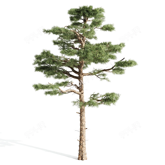  Majestic Pine Tree | 17.90 ft | 3DSMax | Textures 3D model image 4