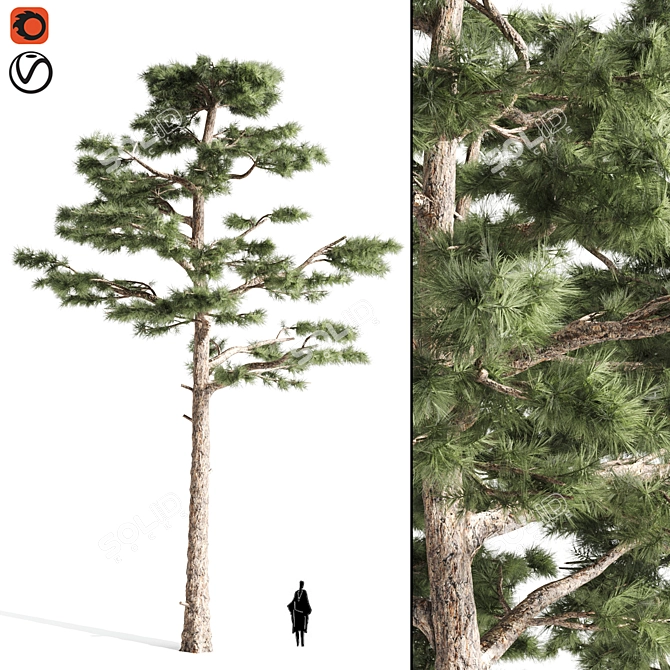  Majestic Pine Tree - 15.28ft Height 3D model image 1