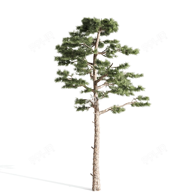  Majestic Pine Tree - 15.28ft Height 3D model image 2