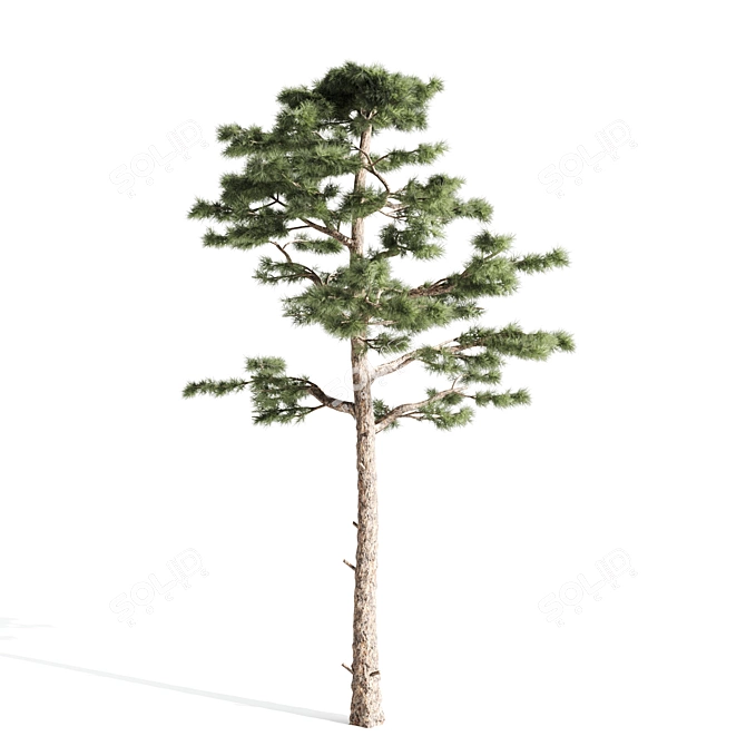  Majestic Pine Tree - 15.28ft Height 3D model image 3