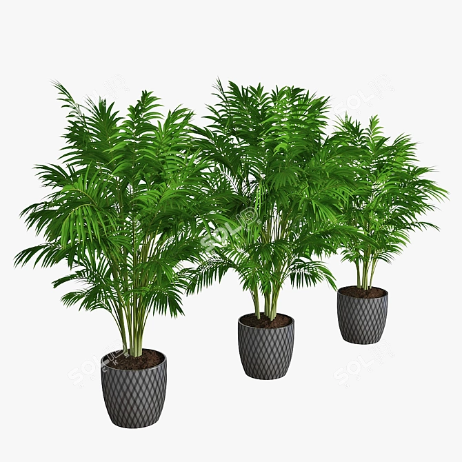 Trio of Palm Plants in Pots 3D model image 2