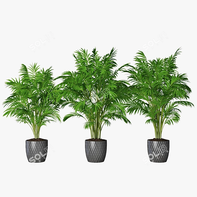 Trio of Palm Plants in Pots 3D model image 3