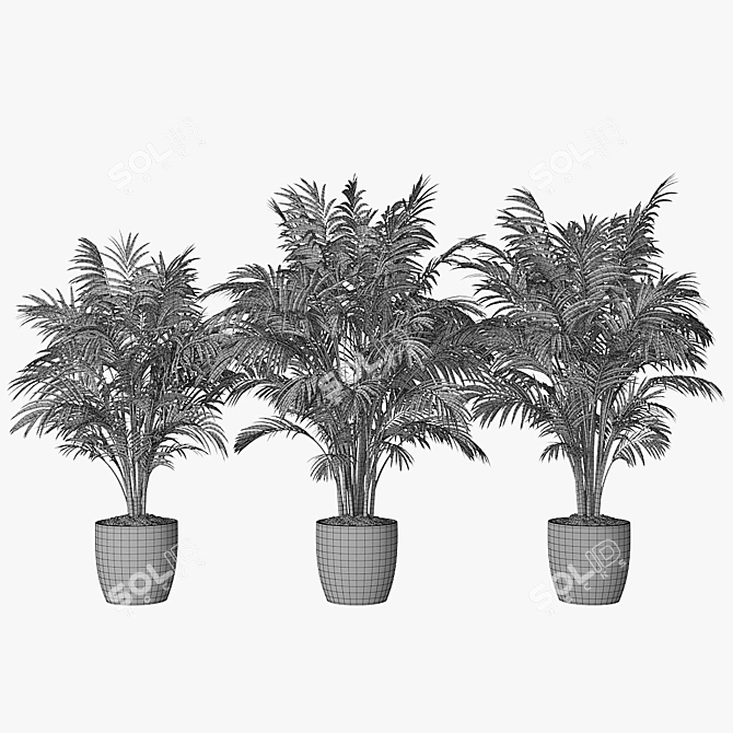 Trio of Palm Plants in Pots 3D model image 4