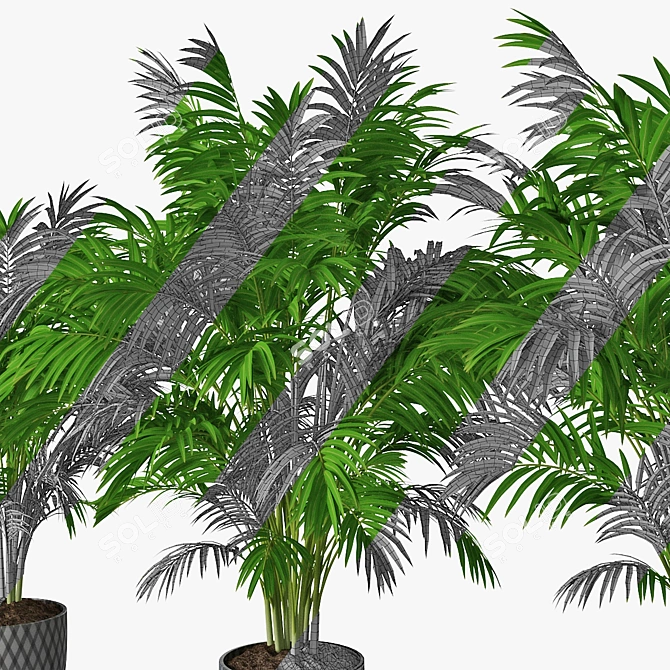 Trio of Palm Plants in Pots 3D model image 5