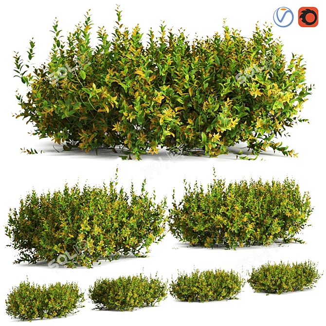 Versatile Plant Collection 3D model image 1