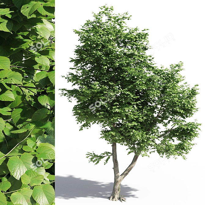 Leafy Beauty: Tilia Europaea Linden Tree 3D model image 1