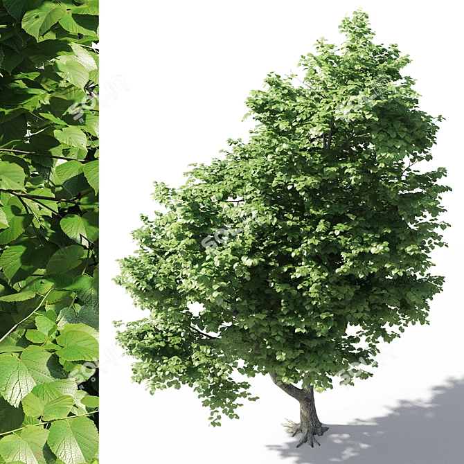 Leafy Beauty: Tilia Europaea Linden Tree 3D model image 2