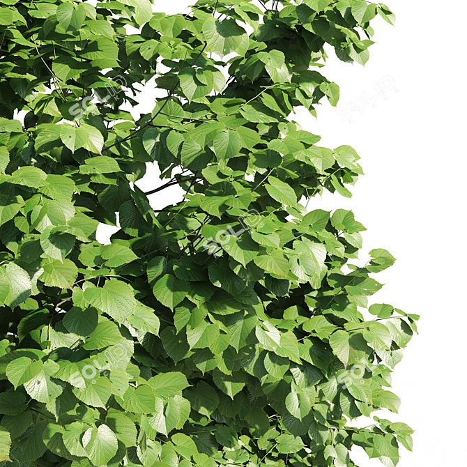 Leafy Beauty: Tilia Europaea Linden Tree 3D model image 3