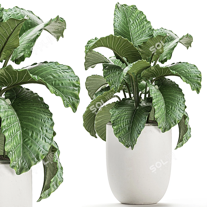 Tropical Plant Collection in White Pots 3D model image 2