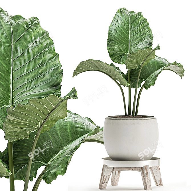 Tropical Plant Collection in White Pots 3D model image 3