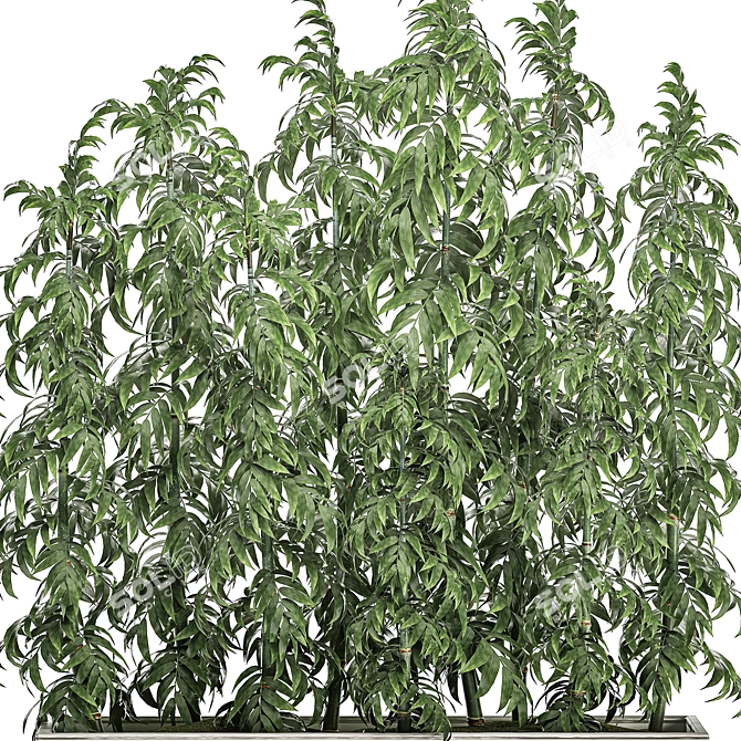 Tropical Plant Collection 3D model image 4