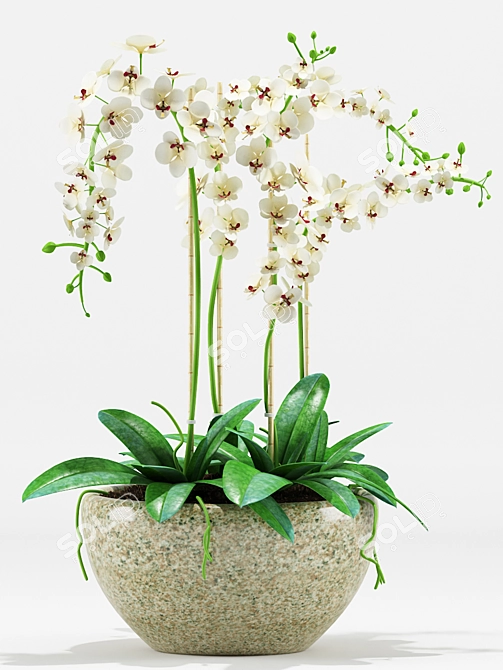 Orchid Flower Pot 200: Max 2012 & FBX 3D model image 2