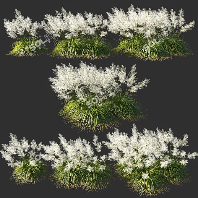 Elegant White Muhly Grass 3D model image 1