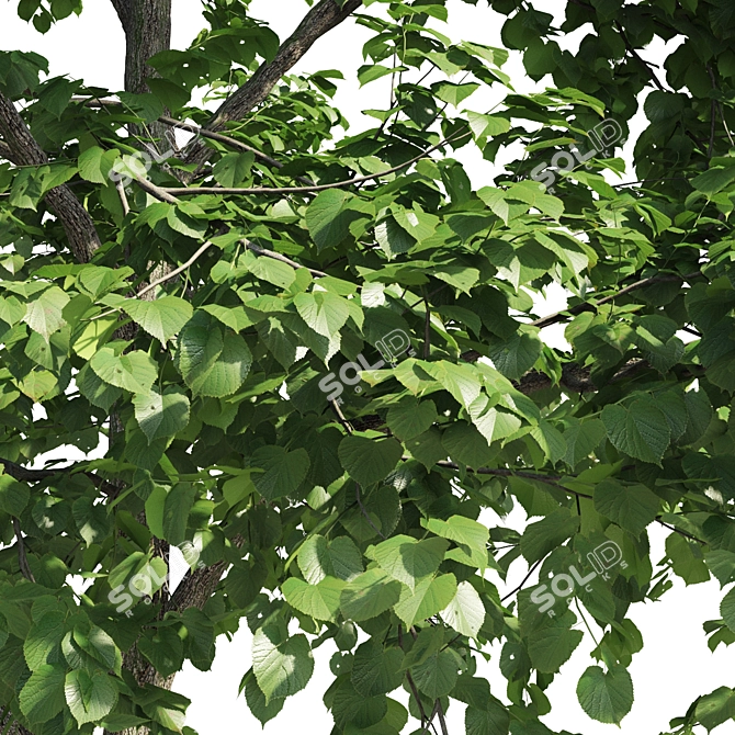 Linden Tree 3D Model 3D model image 4
