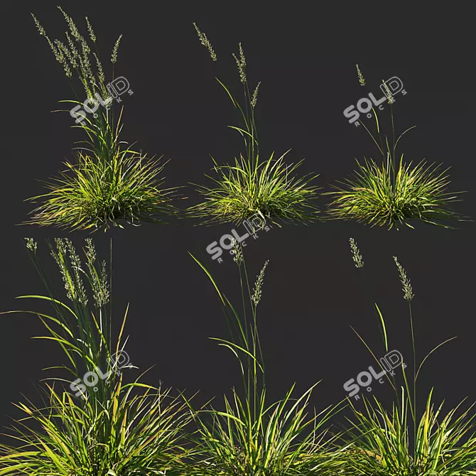 Koeleria macrantha Grass 03: Lifelike Ornamental Plant 3D model image 1