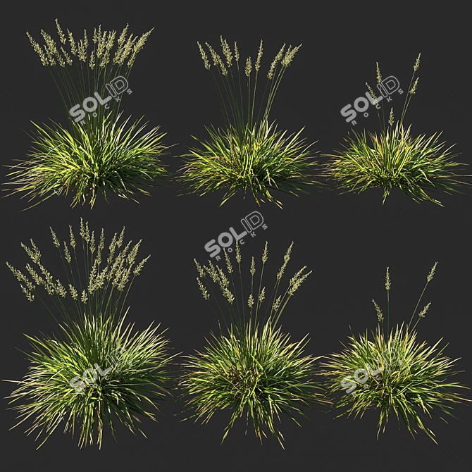 Koeleria Grass - Ornamental Landscaping Solution 3D model image 1