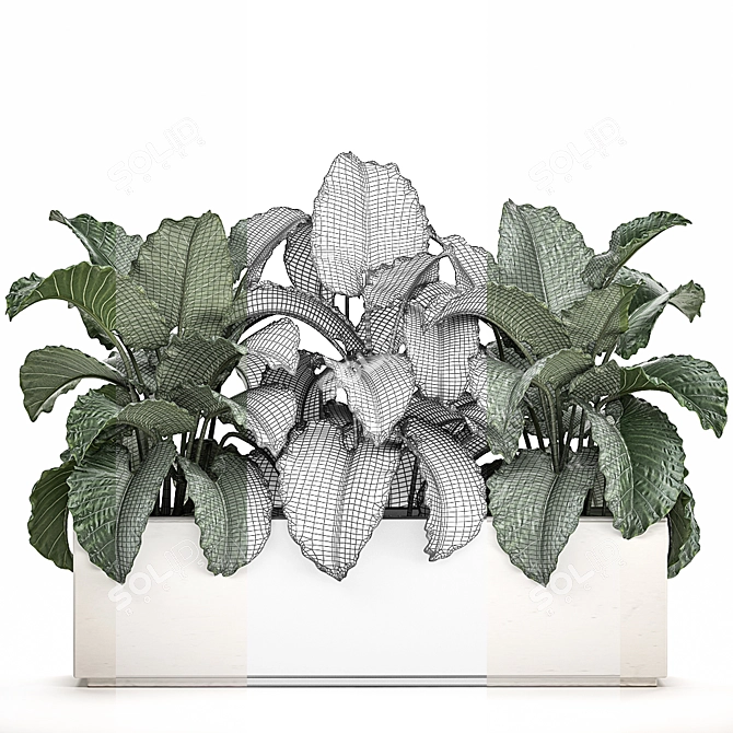 Tropical Plant Collection: Alocasia Macrorrhiza in White Pots 3D model image 4