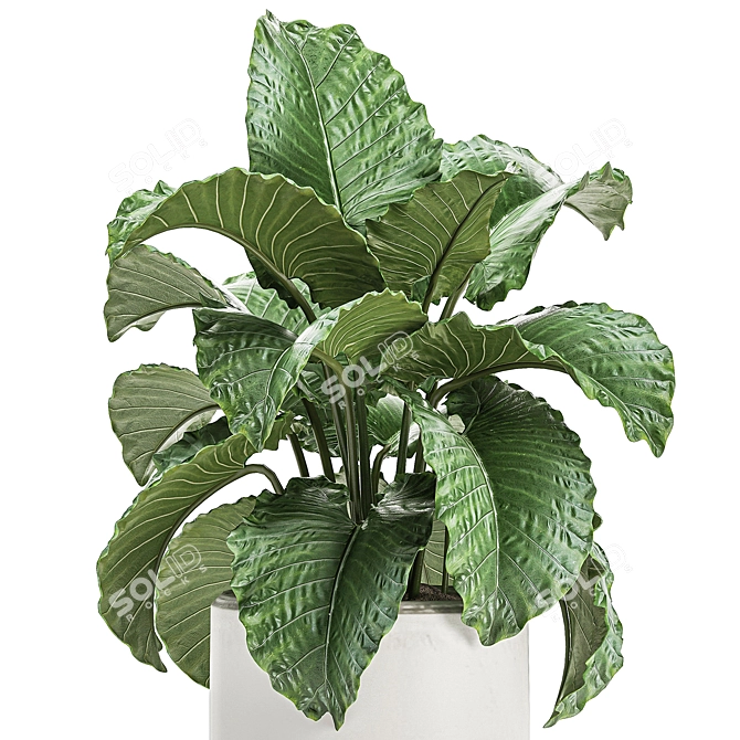 Exotic Indoor Plant Collection with White Pots 3D model image 2