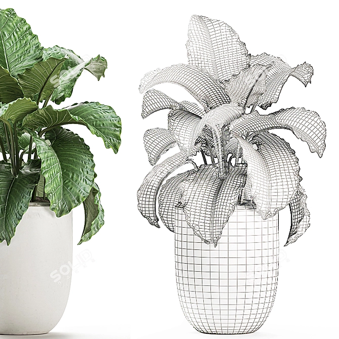Exotic Indoor Plant Collection with White Pots 3D model image 5