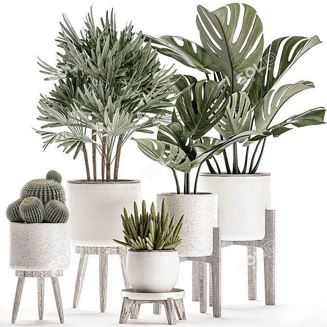 Tropical Plant Collection in White Pots 3D model image 1