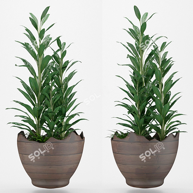 Glossy-leaved Zamioculcas in Pot 3D model image 1