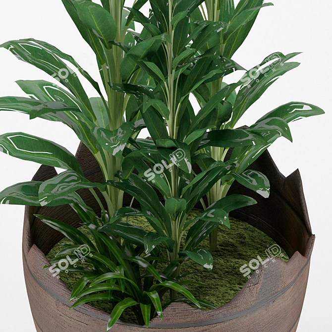 Glossy-leaved Zamioculcas in Pot 3D model image 2