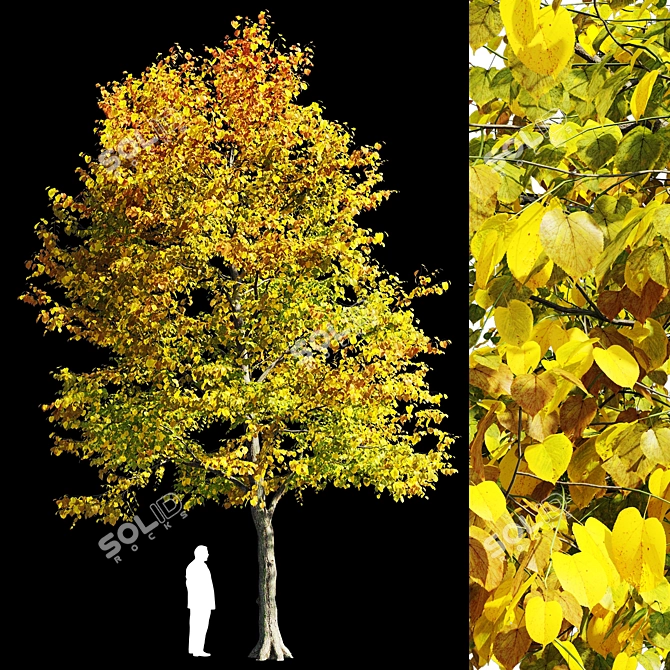 Linden Tree: Polys 910 Vertex Color 3D model image 1