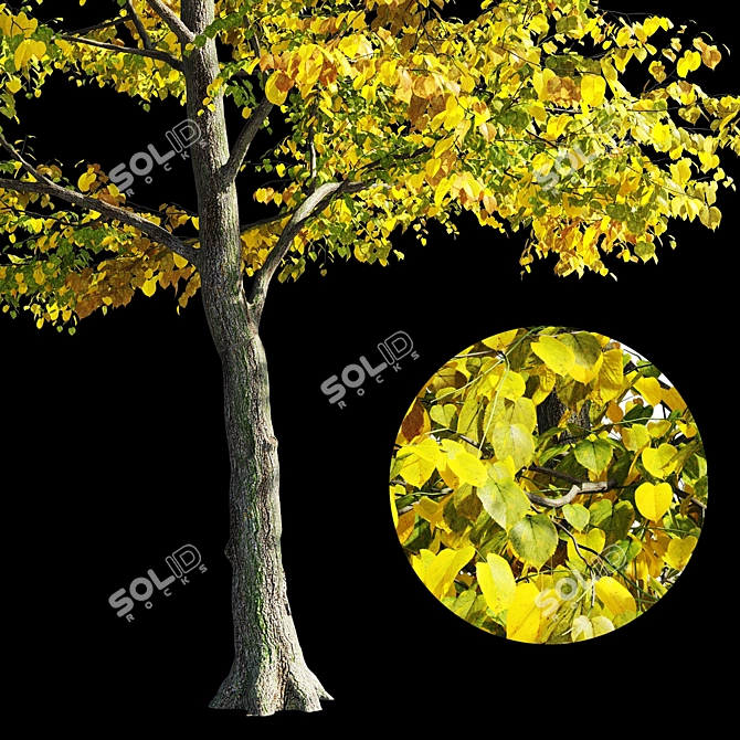 Linden Tree: Polys 910 Vertex Color 3D model image 3