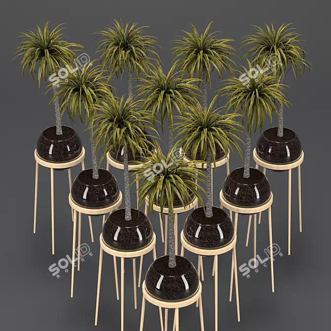 Elegant Dracaena Glass Pot 3D model image 4