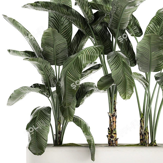 Tropical Banana Palm in White Vase 3D model image 2